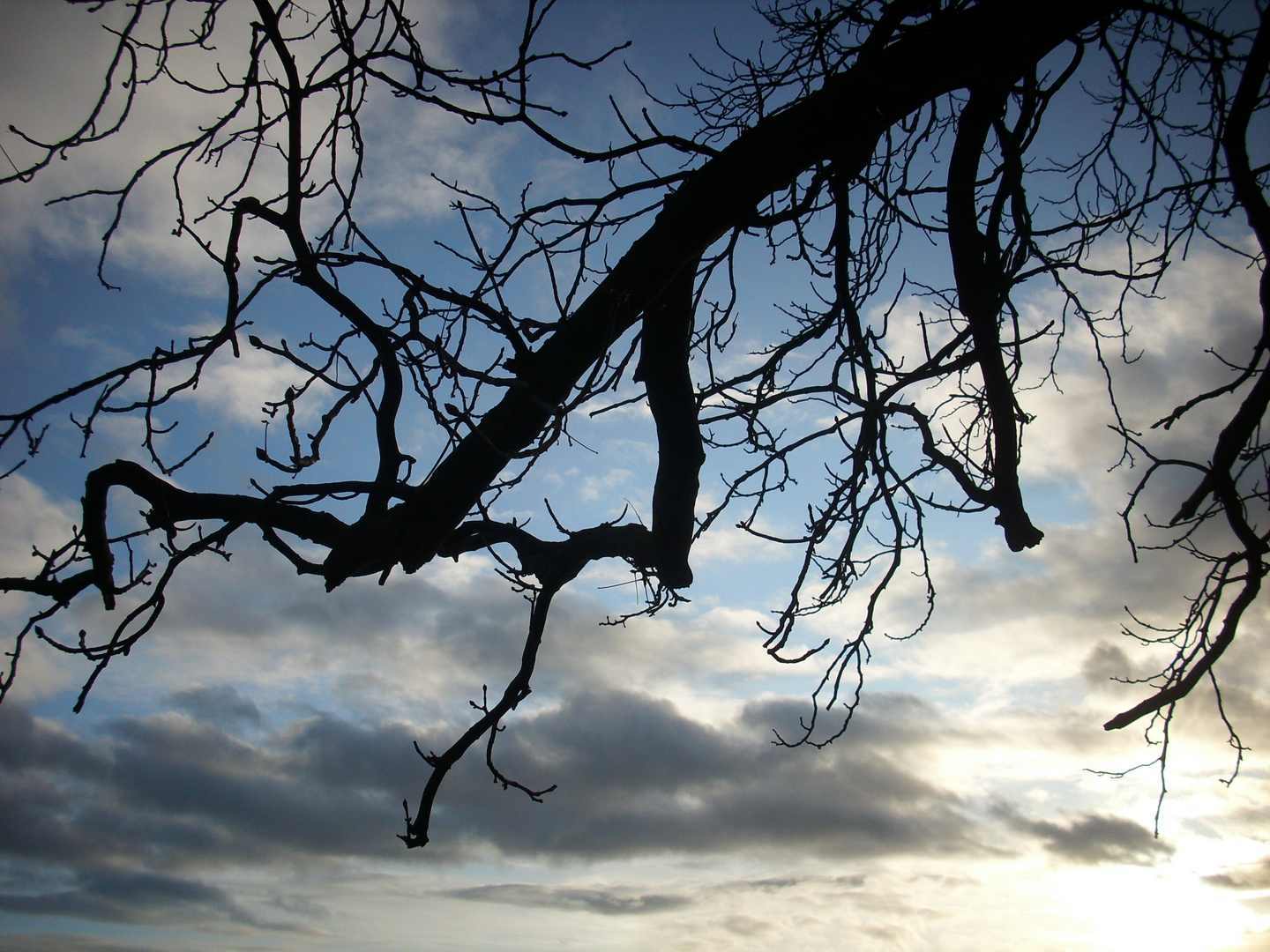 tree before winter 2