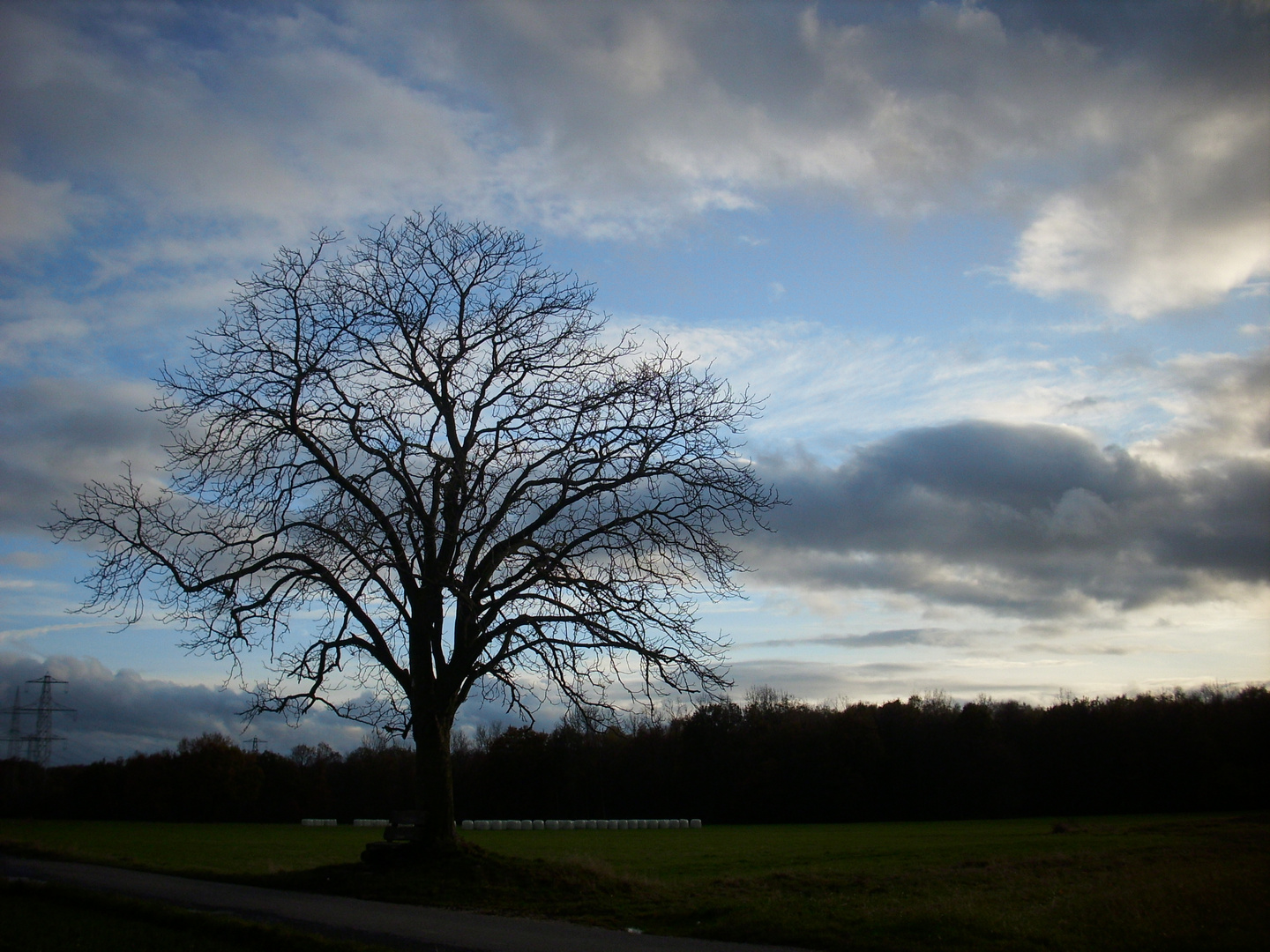 tree before winter