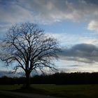 tree before winter