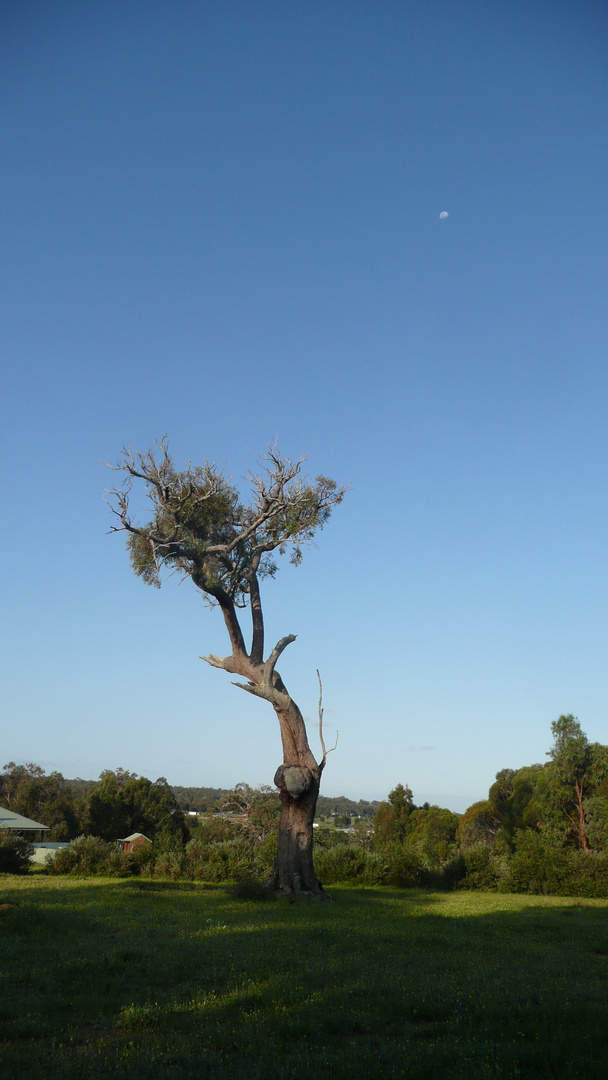 Tree behind the Firebreak