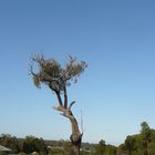 Tree behind the Firebreak