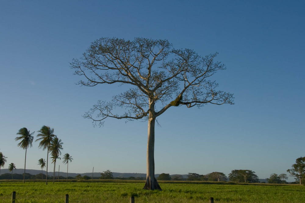 Tree (Belize, San Ignacio)