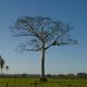 Tree (Belize, San Ignacio)