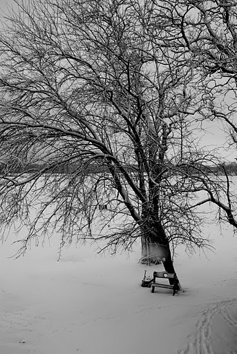 Tree, Bench, and Handplow