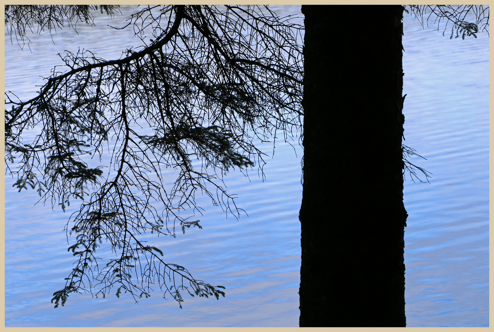 tree beside kielder lake