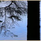 tree beside kielder lake