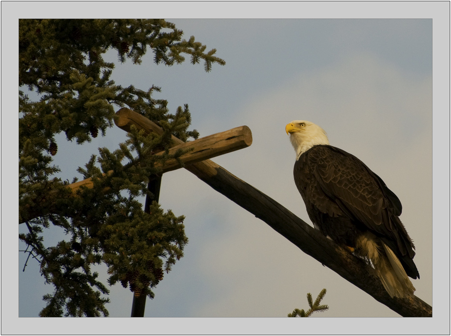 tree bird