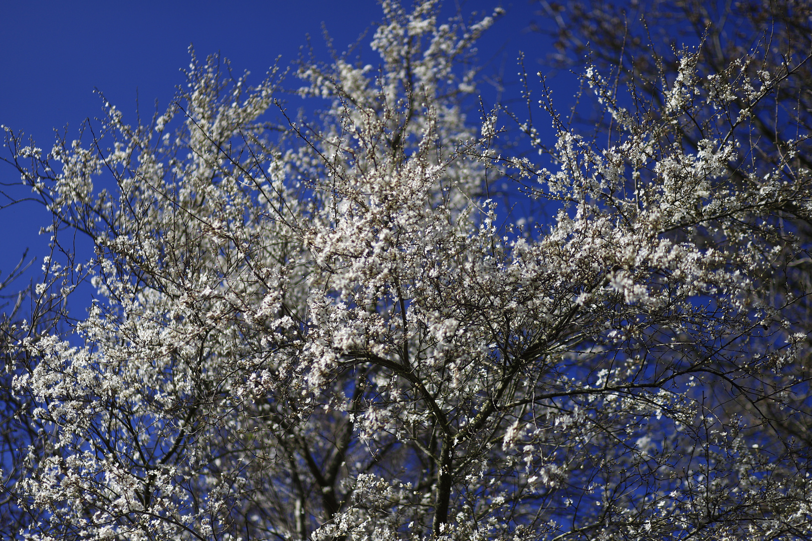 tree-blossoms