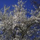 tree-blossoms