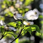 Tree Blossoms in Early Spring No. 4 