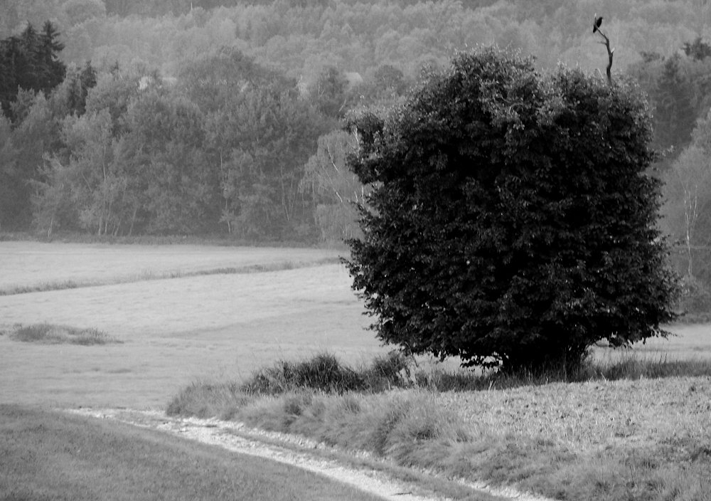 Tree . Branch. Bald . Raven