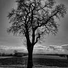 tree-bw-01