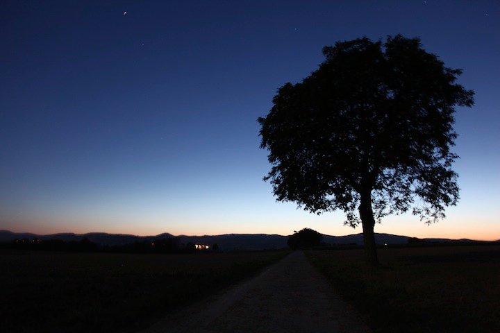 Tree by night