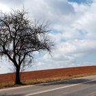 Tree by road