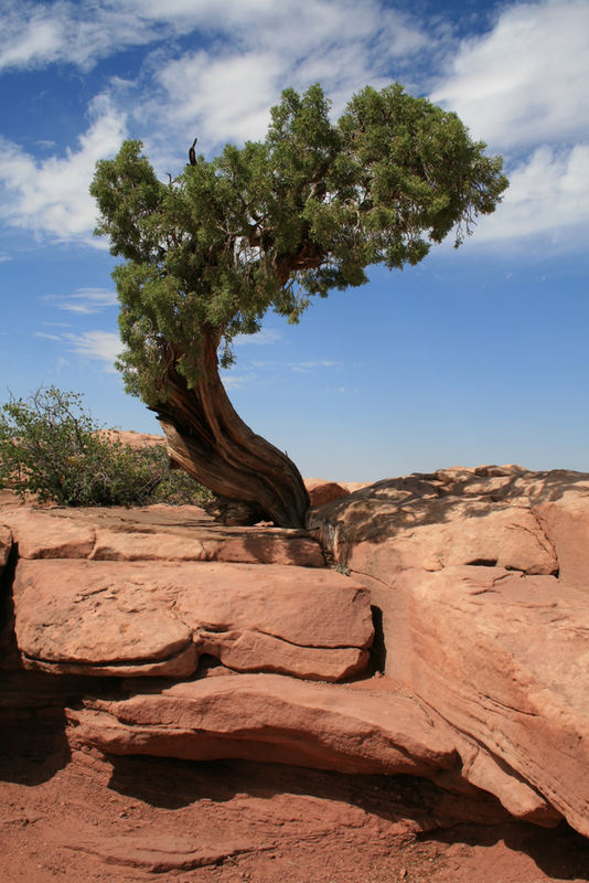 Tree @ Capitol Reef