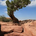 Tree @ Capitol Reef