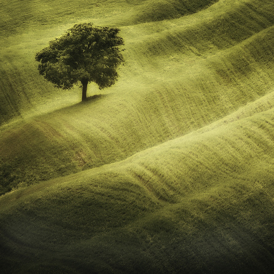 Tree & Carpet