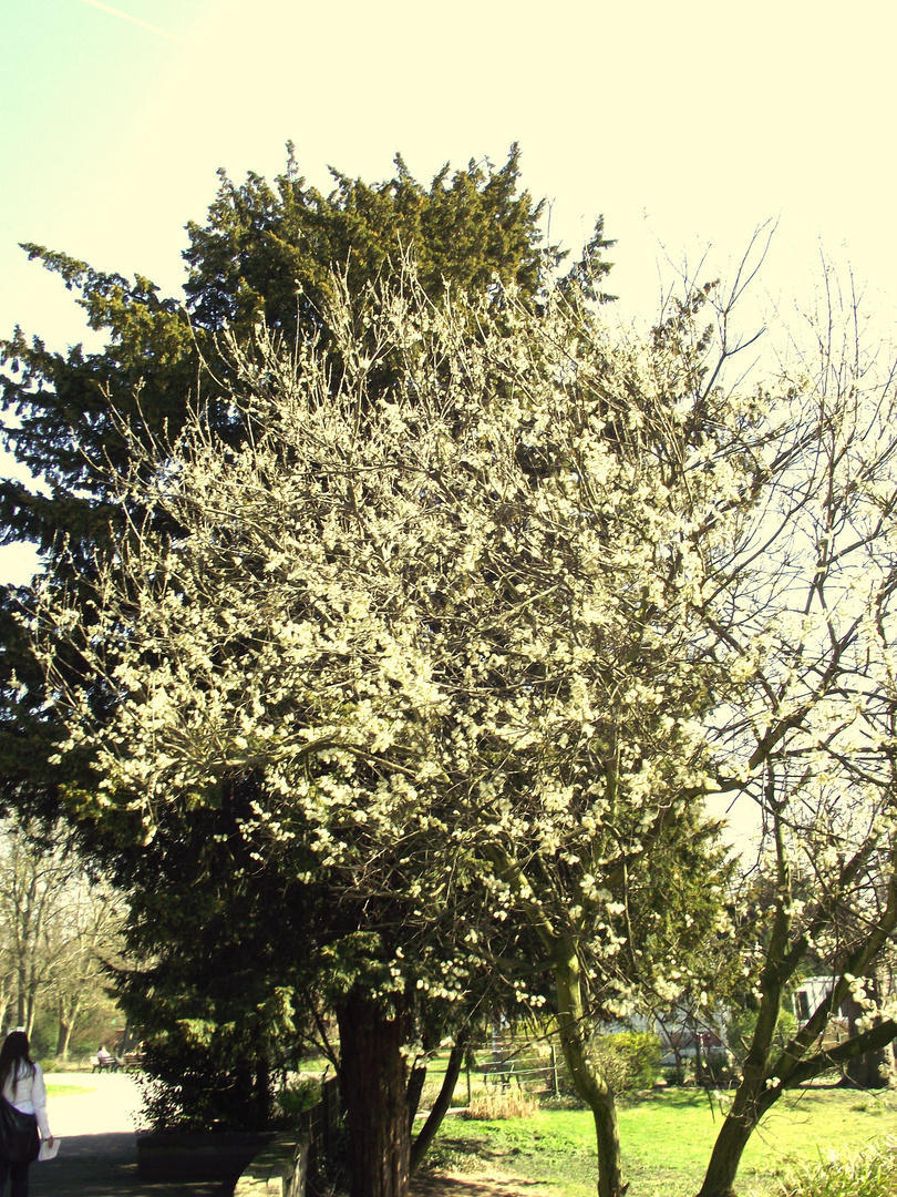 tree @ cgn zoo