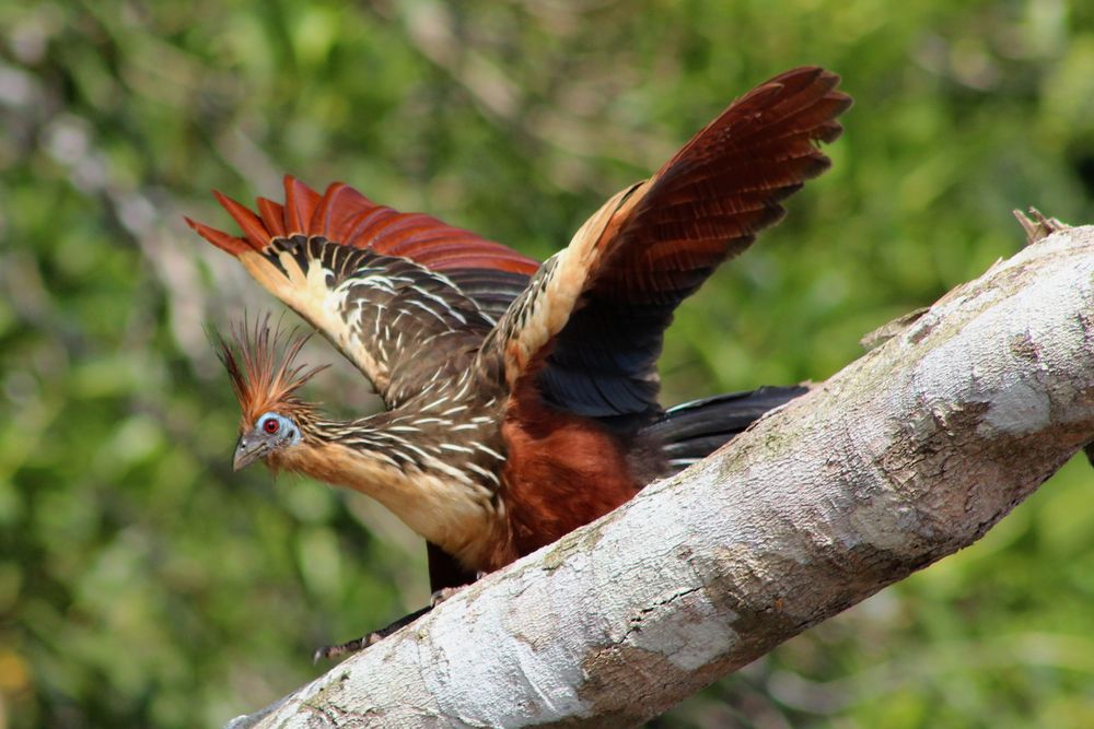 Tree Chicken Foto & Bild fotos, world, outdoor Bilder auf