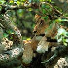 Tree Climbing Lion Uganda