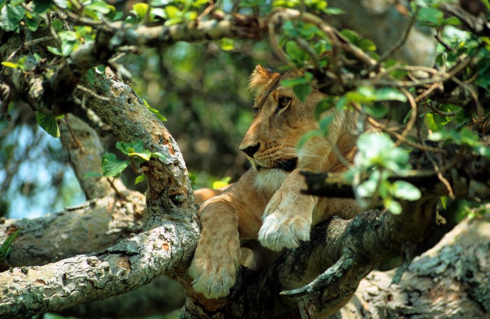 Tree Climbing Lion Uganda