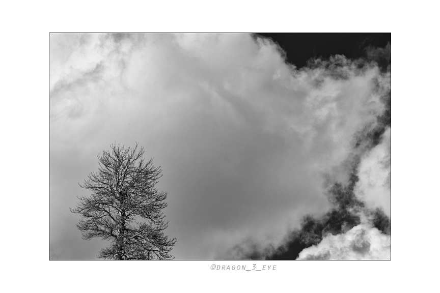 Tree Cloud 2