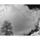 Tree Cloud 2