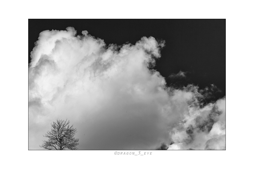 Tree Cloud 