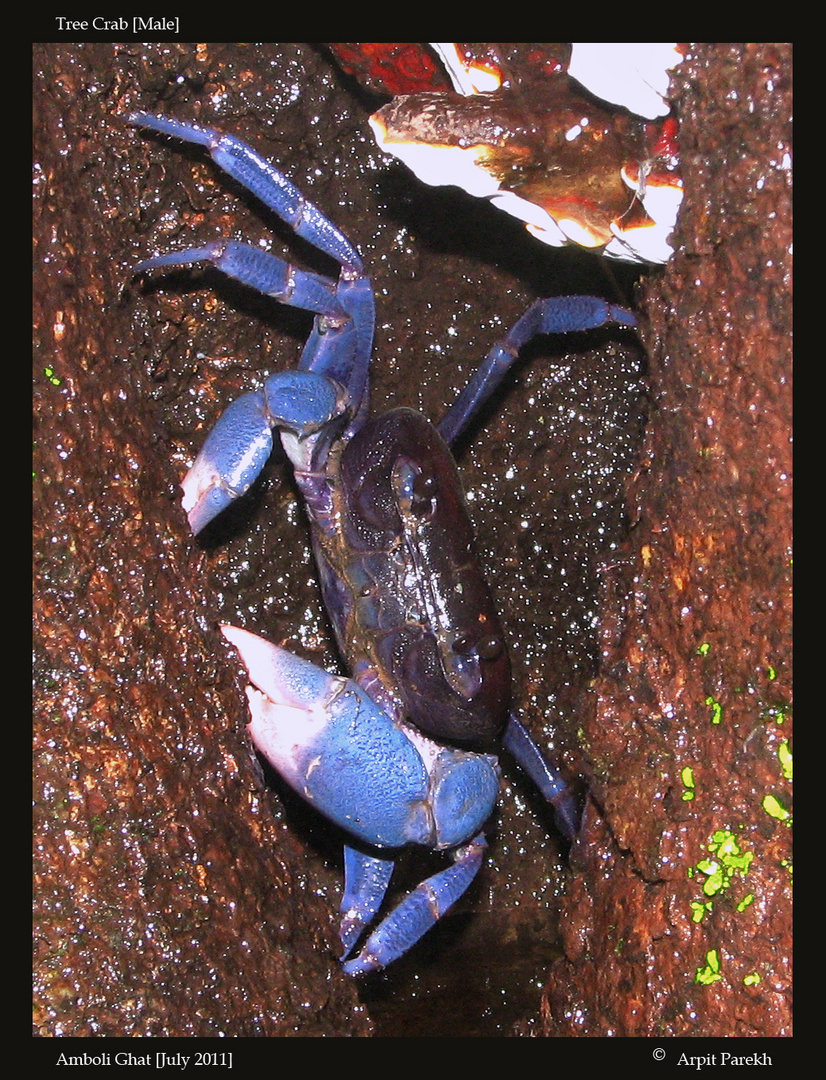 Tree Crab . . .