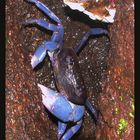 Tree Crab . . .