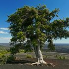 Tree - Craters of the moon