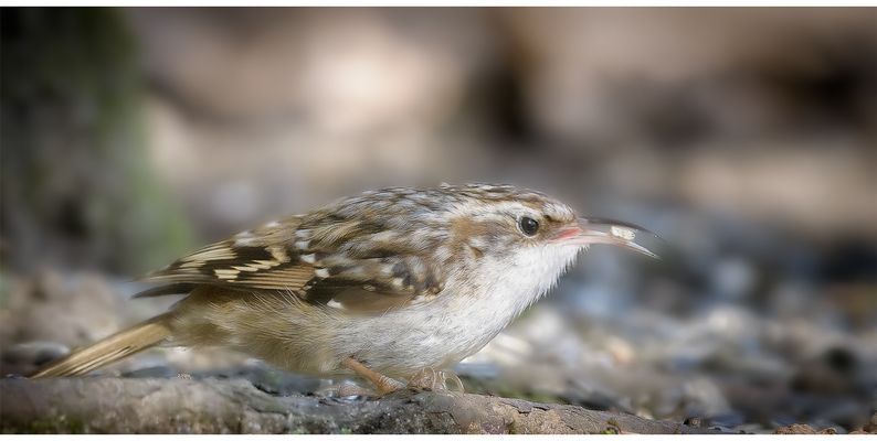 Tree Creeper...