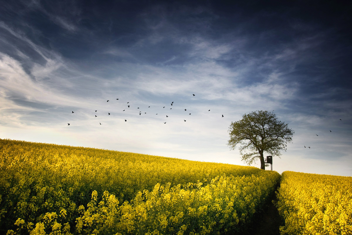 Tree & Crows