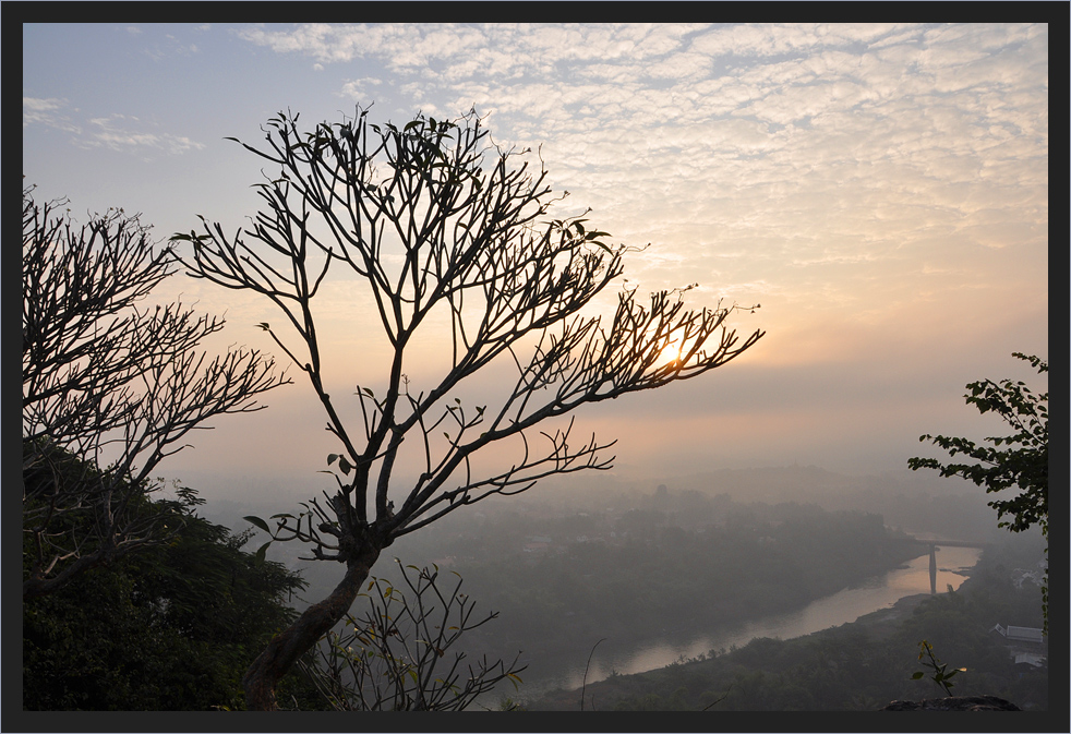 Tree Dawn