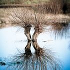 Tree during the cold time of the year...