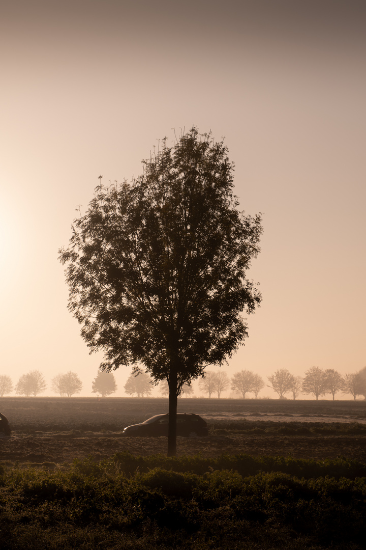 Tree & dust