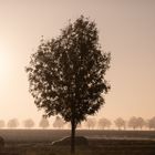 Tree & dust