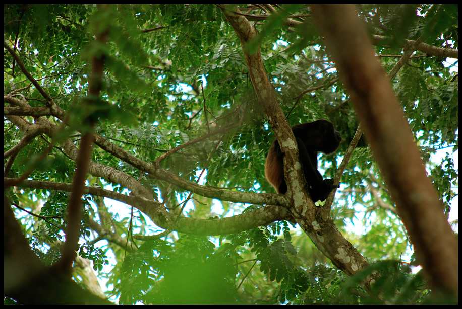 tree dweller