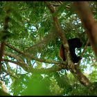 tree dweller