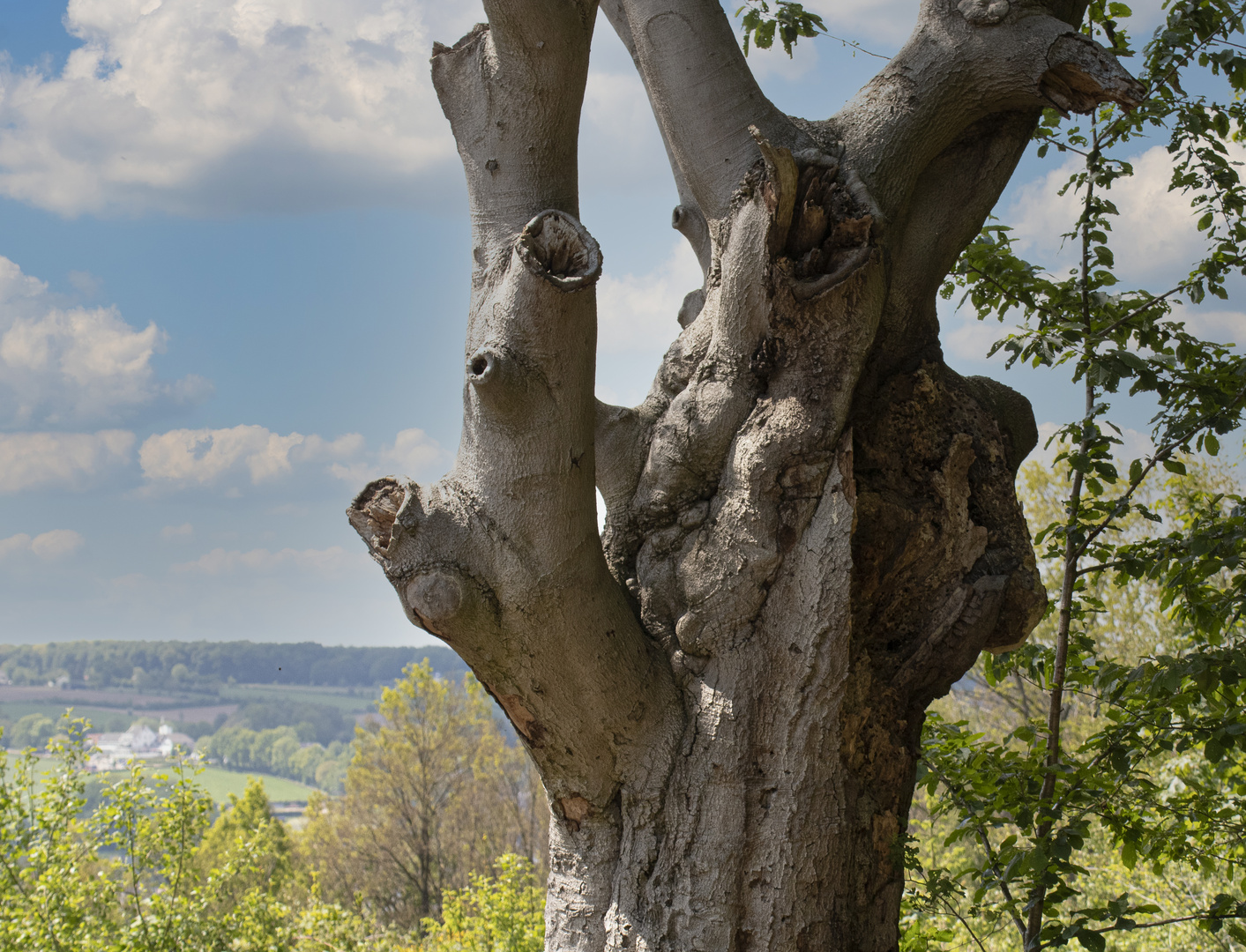 tree-faces