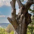 tree-faces