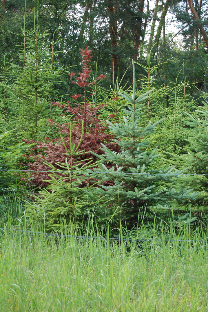 Tree Family colorful