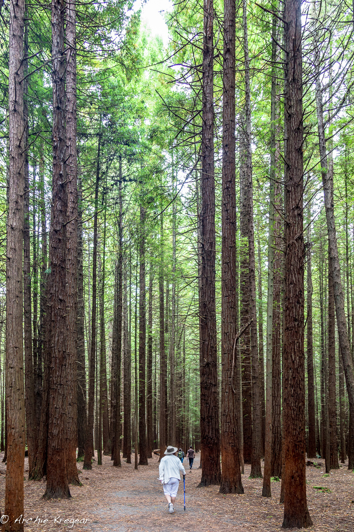 Tree farm