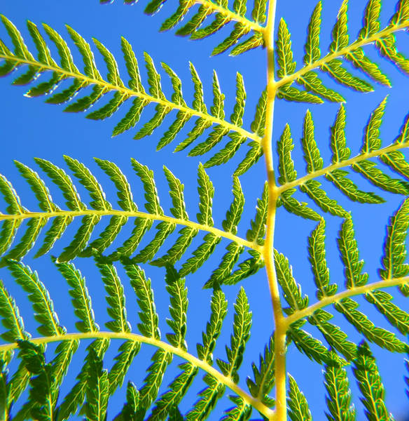 Tree Fern