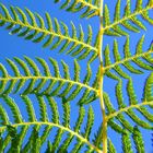 Tree Fern