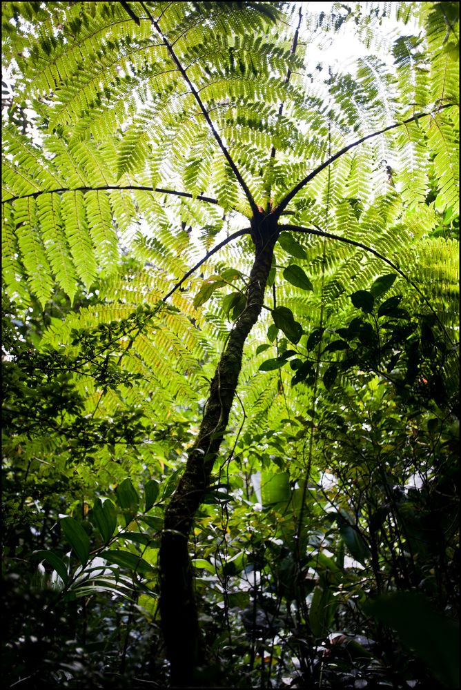 [ Tree Fern...]