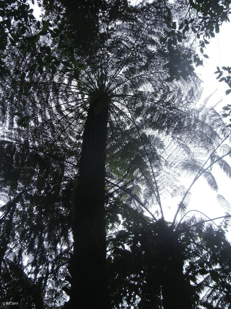 Tree Ferns