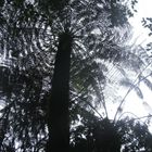 Tree Ferns