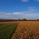 Tree Field