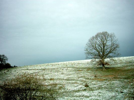 tree-first snow